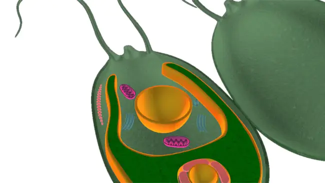 Chlamydomonas Transforming Vector : 衣藻转化载体