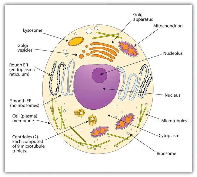 Cells of Differentiation : 分化细胞