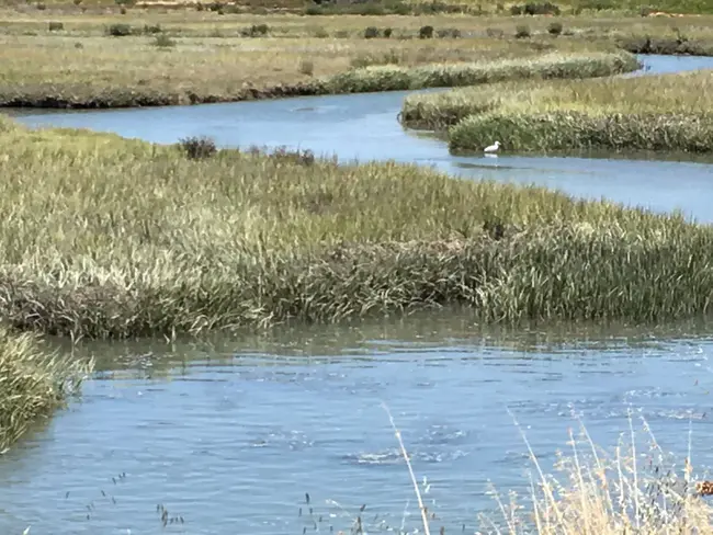 Wetland Water Quality Standard : 湿地水质标准