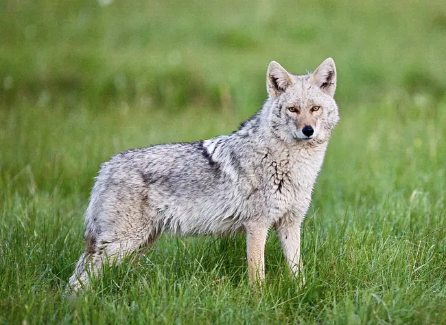 Washington Wildlife and Recreation Coalition : 华盛顿野生动物和娱乐联盟