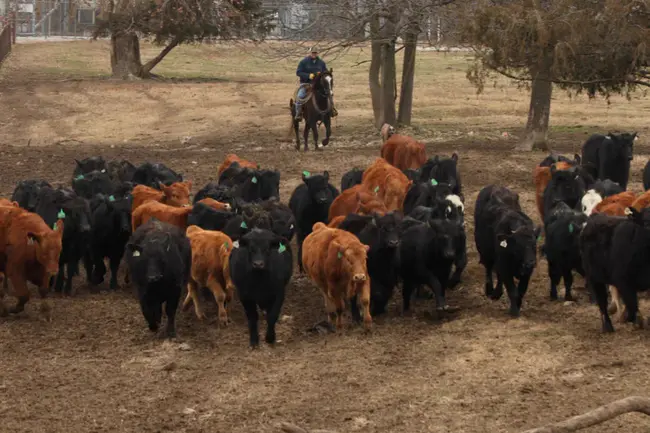 Arkansas Beef Improvement Program : 阿肯色州牛肉改良计划