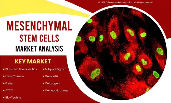 Mesenchymal Stem Cell Medium : 间充质干细胞培养基