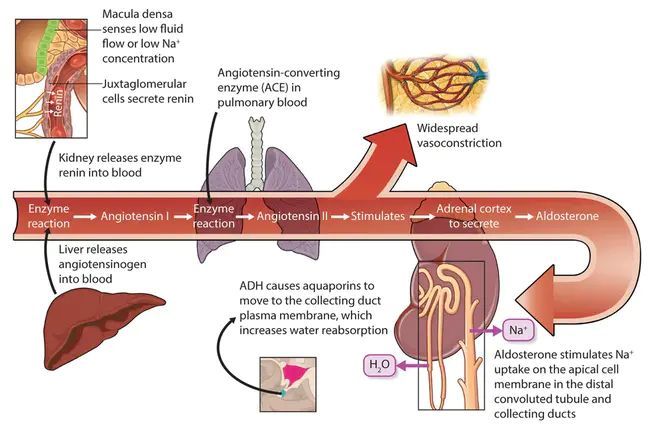 Renin Angiotensin System : 肾素血管紧张素系统