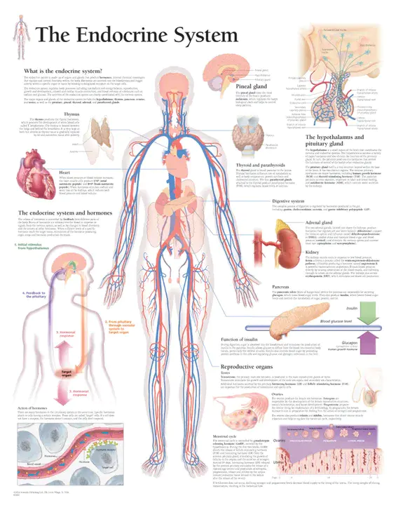 Familial Multiple Endocrine Neoplasia : 家族性多发性内分泌肿瘤