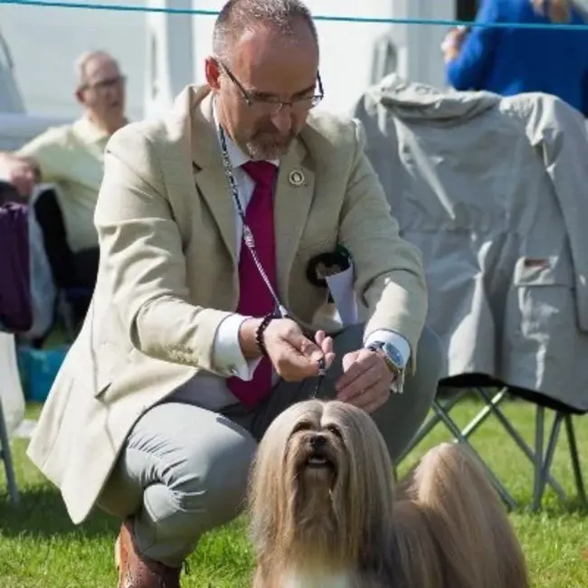 Kennel Club Association : 犬舍俱乐部协会