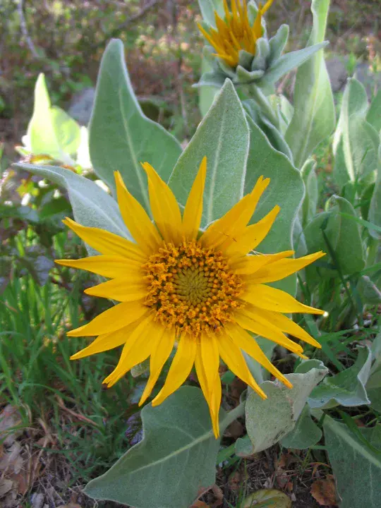 WYethia ARizonica : 亚利桑那州怀氏菌