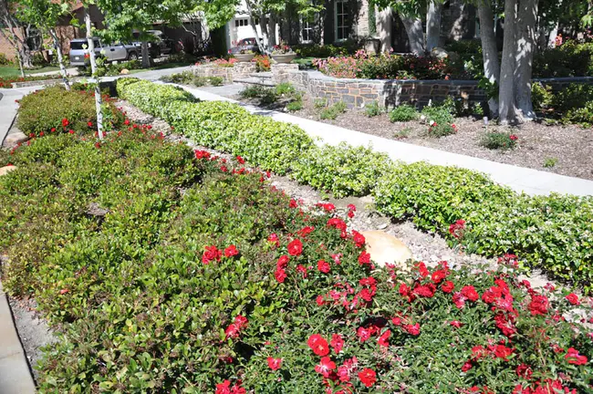 New Covenant : 新约