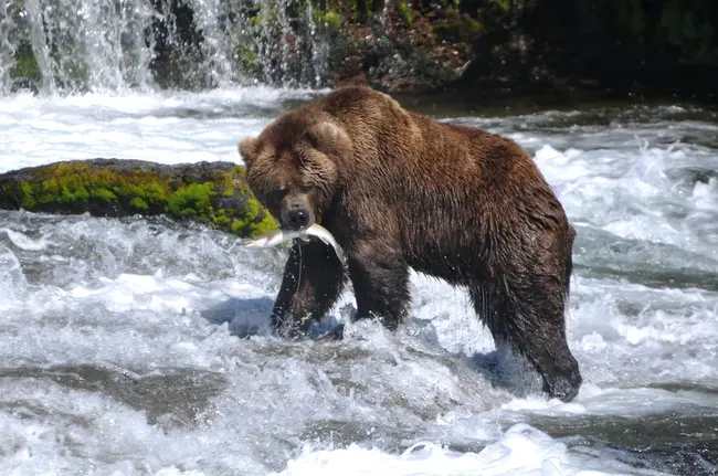 Interagency Grizzly Bear Study Team : 跨部门灰熊研究小组