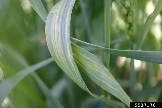 Wheat Yellow Leaf clostero-Virus : 小麦黄叶甾醇病毒