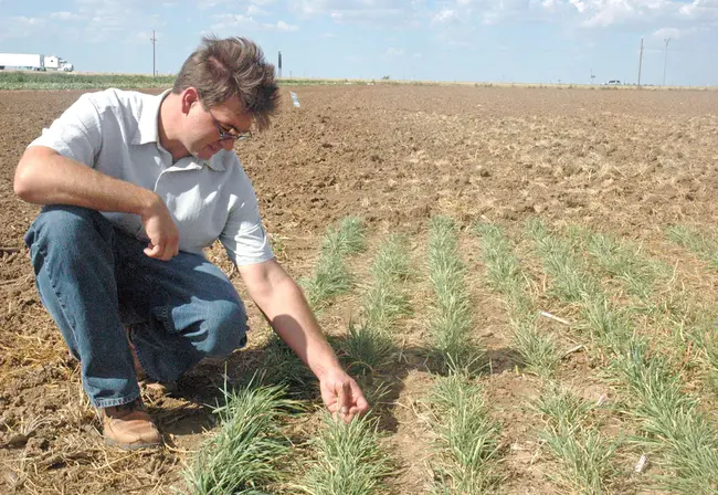 Wheat Yellow spindle streak Mosaic Virus : 小麦黄色纺锤纹花叶病毒