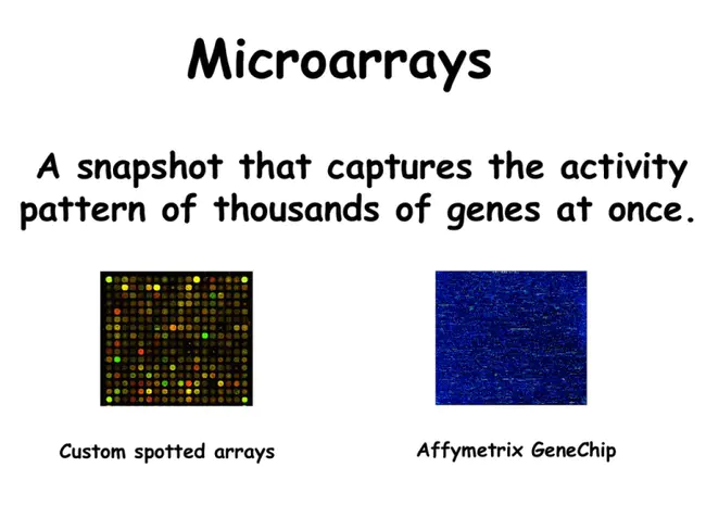 Microarrays Expanded for Transcriptional Screening : 用于转录筛选的微阵列扩展