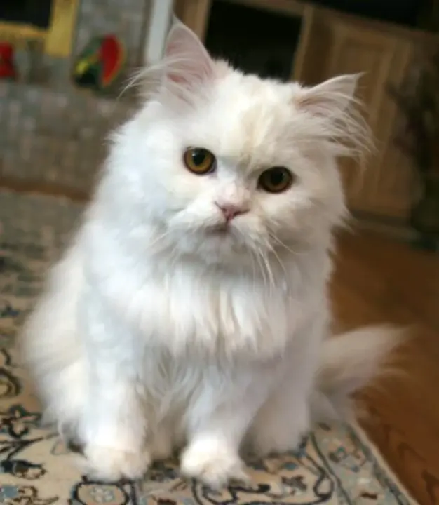 Persian Kitty : 波斯猫