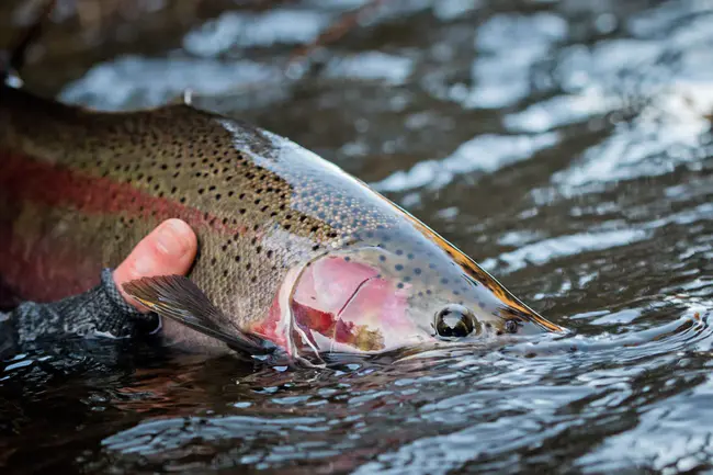 Upper Teign Fishing Association : 上层渔业协会