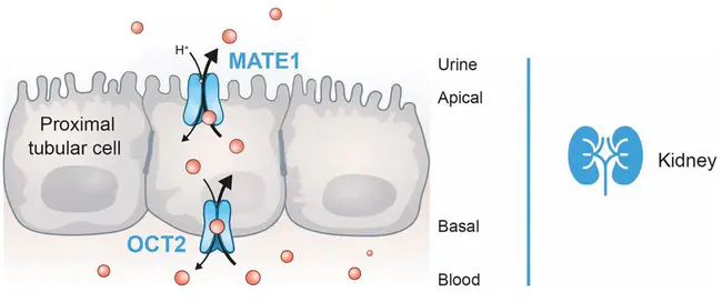 Transporter for Antigen Processing : 抗原加工载体