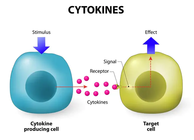 Cytokine Inducible Stke : 细胞因子诱导型Stke