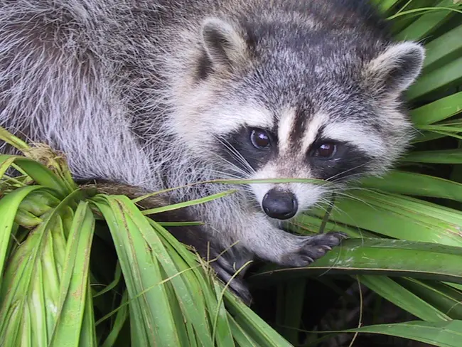 Racoon Police Department : 浣熊警察局