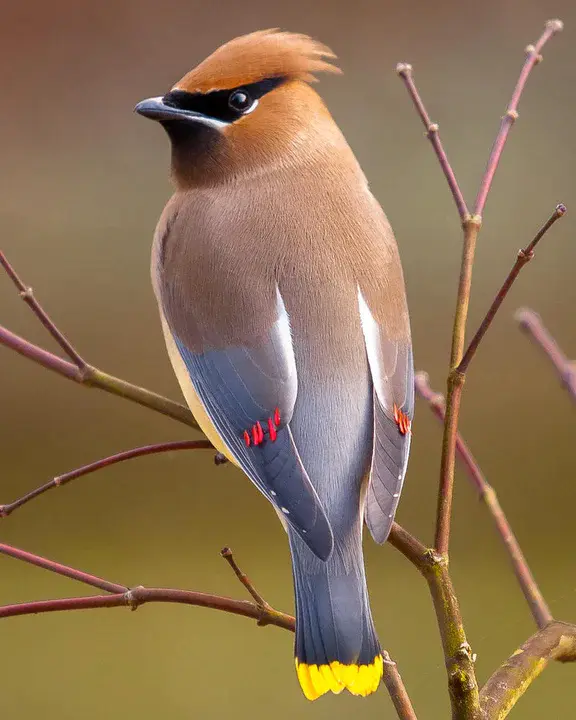 CEDar Waxwing : 雪松蜡翅