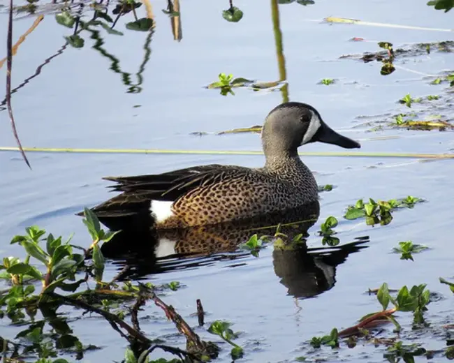 Green-Winged Teal (bird) : 绿翼水鸭（鸟）