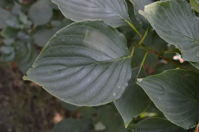 Maple Alder Dogwood : 赤杨山茱萸