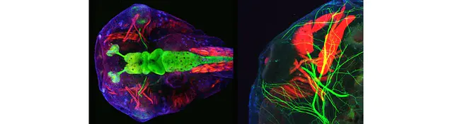 Xenopus Gene Collection : 非洲爪蟾基因收集