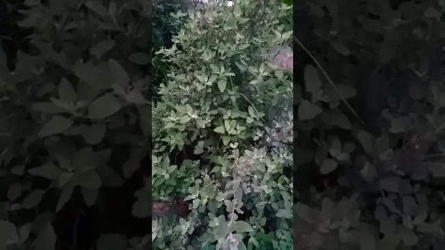 Natural Sound : 自然声音