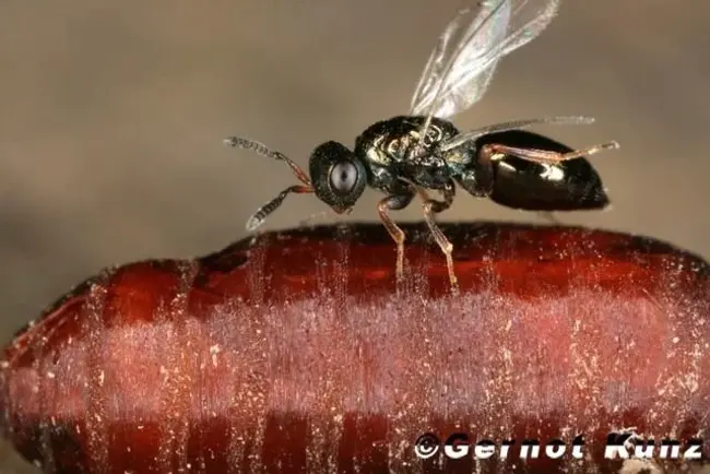 Nasonia Vitripennis : 镜纹纳索尼亚