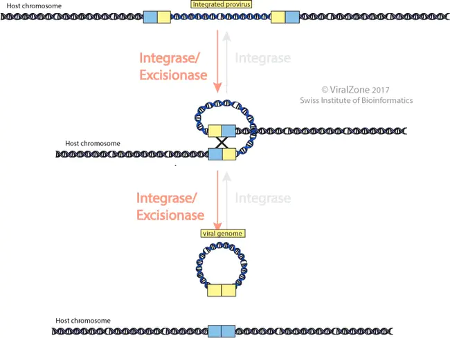 eXcisionase : 切除酶