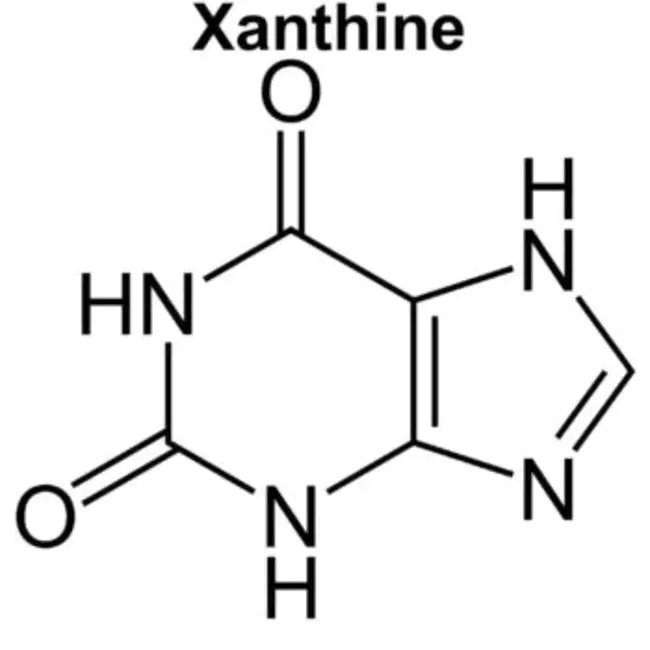 Xanthine and Xanthine Oxidase : 黄嘌呤和黄嘌呤氧化酶