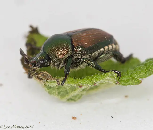 Japanese Beetles : 日本甲虫