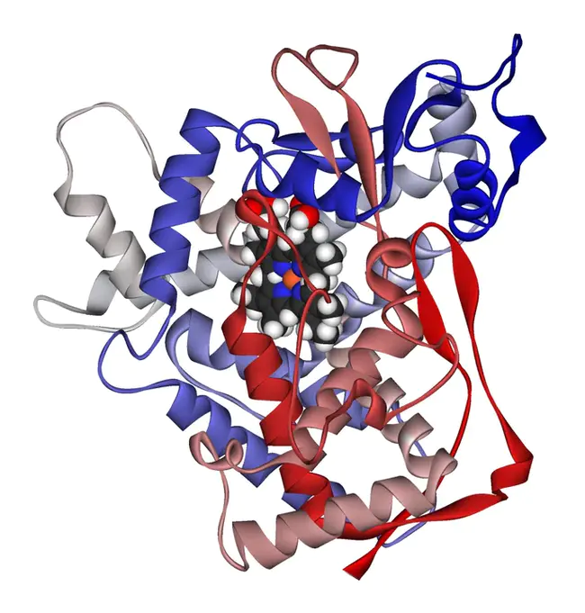 Xenobiotic Response Element : 异生反应元素