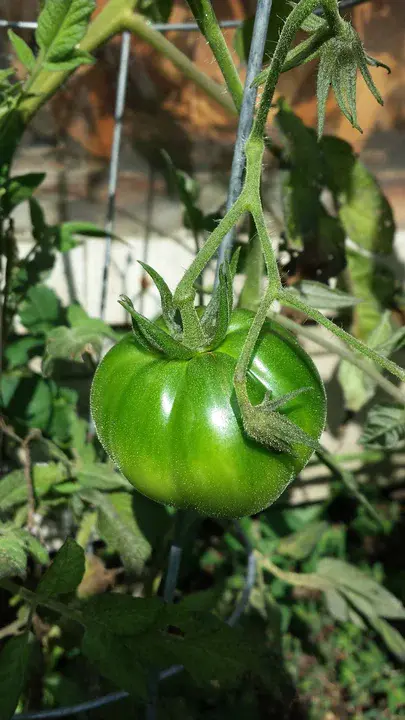 Brown Leaf Tomato : 红叶番茄