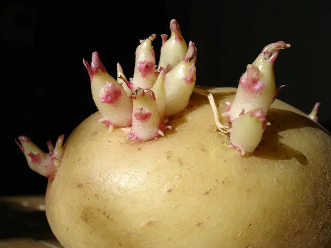 Potato Tuber Peroxidase : 马铃薯块茎过氧化物酶