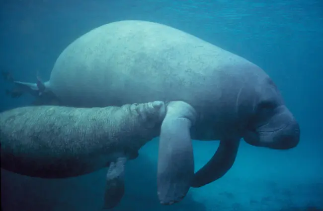 Manatee, Belize : 伯利兹海牛