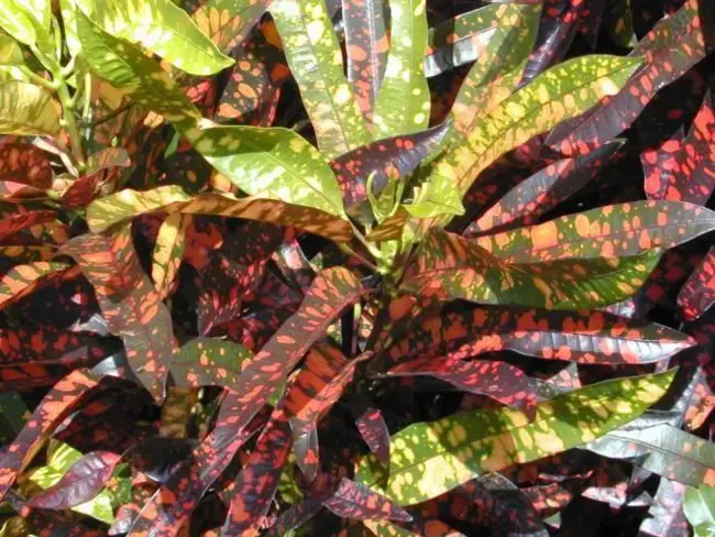 Muccan, Western Australia, Australia : Muccan，西澳大利亚，澳大利亚