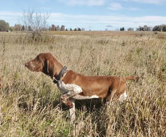 American Dog Owners Association : 美国养狗协会