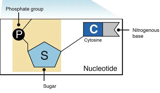 Nucleotide Oligomerization Do : 核苷酸寡聚