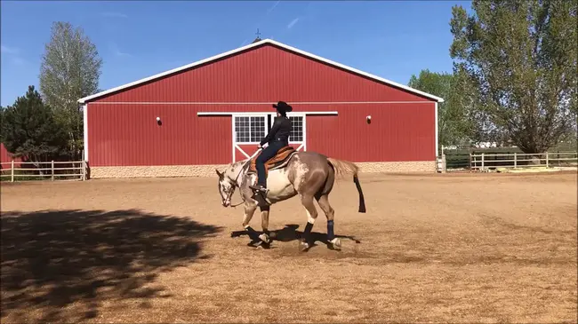 Youth Horsemanship : 青年马术