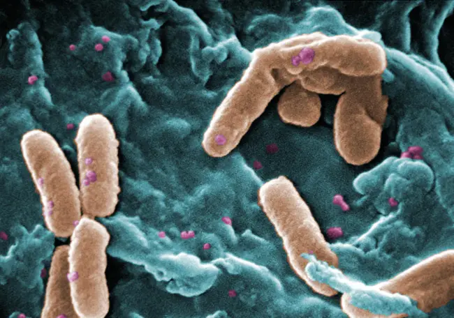 Pseudomonas Aeruginosa : 铜绿假单胞菌