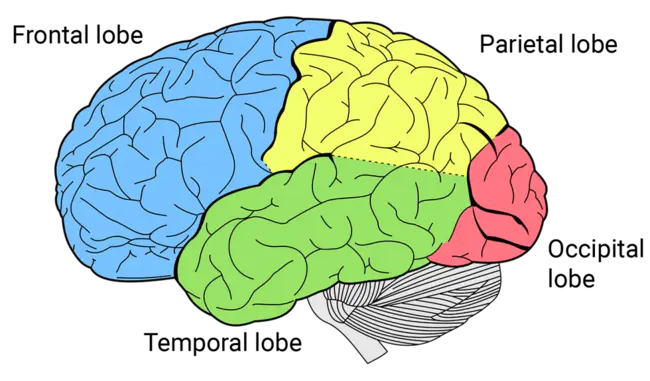 Parietal Reach Region : 顶叶伸展区