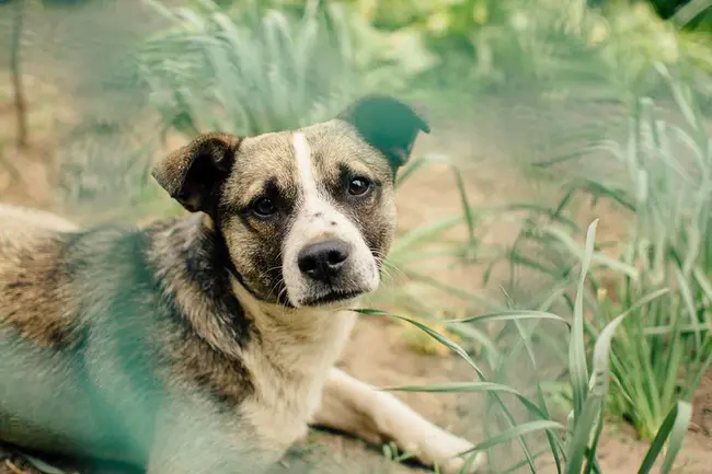 Animal Cruelty Must Stop : 必须停止虐待动物