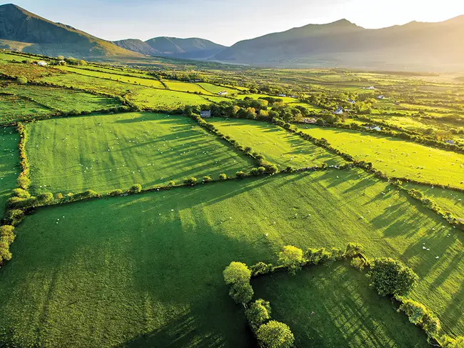 Irish Agricultural Wholesale Society : 爱尔兰农业批发协会