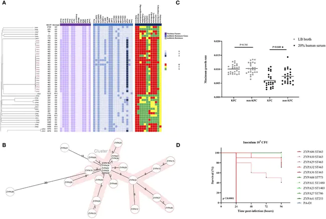 Immunogenic Thrombocypenia Purpura : 免疫原性血小板减少性紫癜