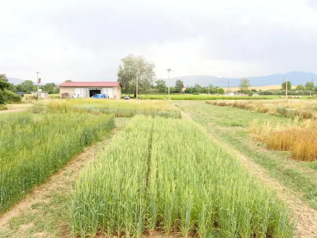 Sloping Agriculture Land Technology : 坡耕地技术