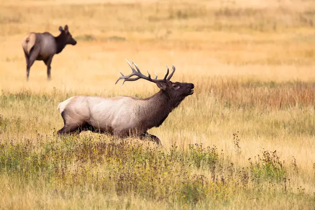 Yellowstone National Park : 黄石国家公园