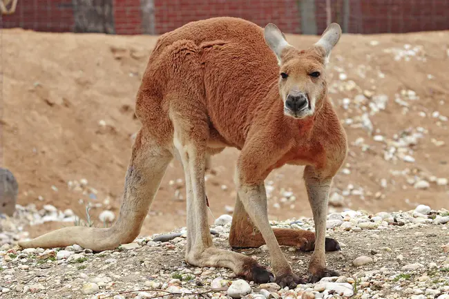 Kangaroos Mimicking Furry Dogs Miscellaneous : 袋鼠模仿毛绒狗杂耍