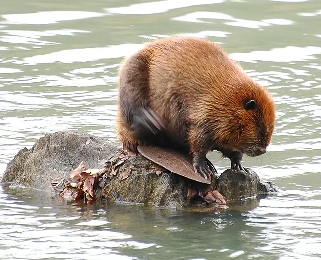 Beaver Local Academy For Student Triumphs : 海狸地方学生成就学院