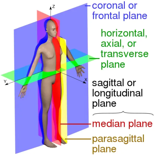 Transverse : 横向的