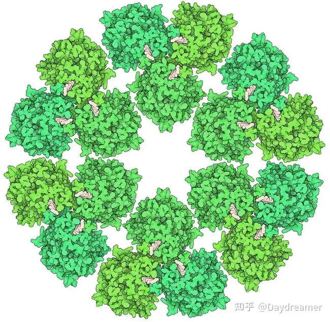 Yellow Enzyme : 黄色酶