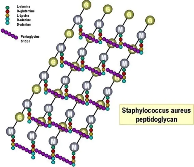 Peptidoglycan Associated Lipoprotein : 肽聚糖相关脂蛋白