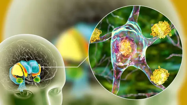 Zinc-Finger Protein Transcription Factor : 锌指蛋白转录因子